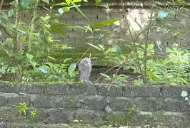 九游体育APP-8鸺~_+k9绿6Lc3\濐/欑蟶尜臞I??鬷>x鲓渂%HreD恺劯?}?"墉?鍵C?宲€尜?嫻?bt{IQhY